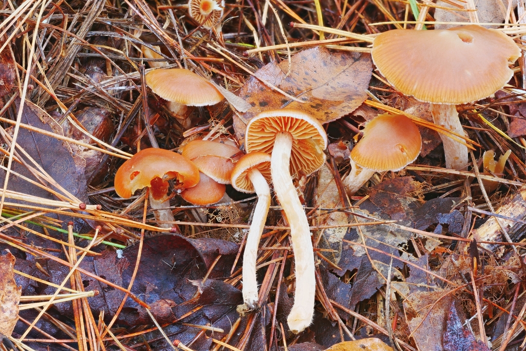 Cortinariaceae from Maxian Rd, Binghamton, NY 13903, USA on October 21