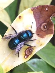 Osmia ribifloris ribifloris