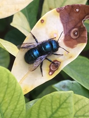 Osmia ribifloris ribifloris