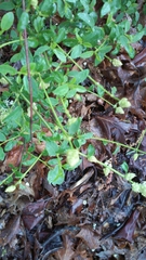Ceanothus integerrimus