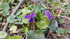 Viola