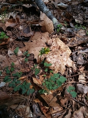 Corydalis flavula