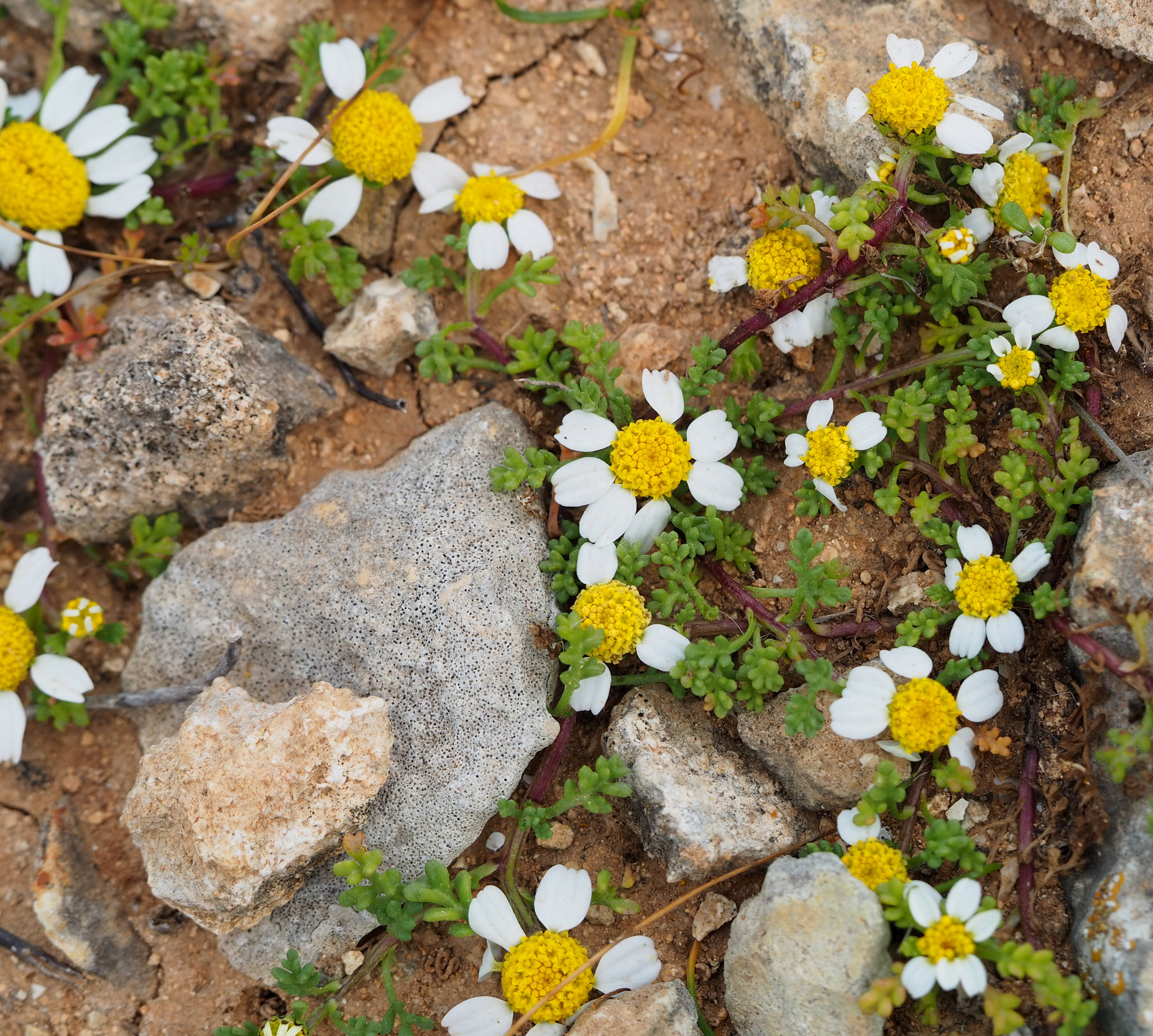 Anthemis secundiramea