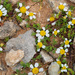 Prostrate Chamomile - Photo (c) Ron Frumkin, some rights reserved (CC BY-NC), uploaded by Ron Frumkin
