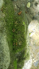 Claopodium whippleanum