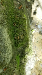 Claopodium whippleanum