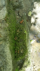 Claopodium whippleanum