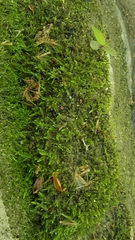 Claopodium whippleanum