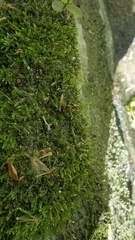 Claopodium whippleanum