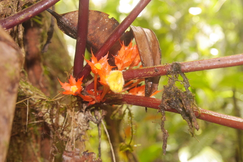 Image of Trichodrymonia Binata (Trichodrymonia binata) by no rights reserved