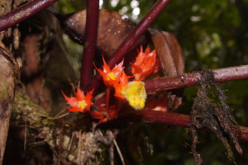 Image of Trichodrymonia Binata (Trichodrymonia binata) by no rights reserved