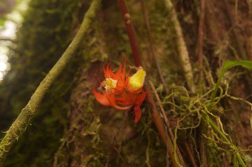 Image of Trichodrymonia Binata (Trichodrymonia binata) by no rights reserved