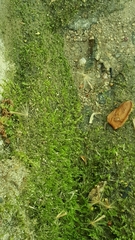 Claopodium whippleanum