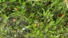 Claopodium whippleanum