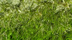 Claopodium whippleanum