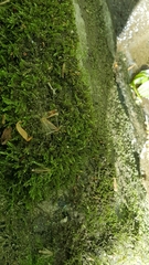 Claopodium whippleanum