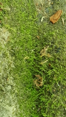 Claopodium whippleanum