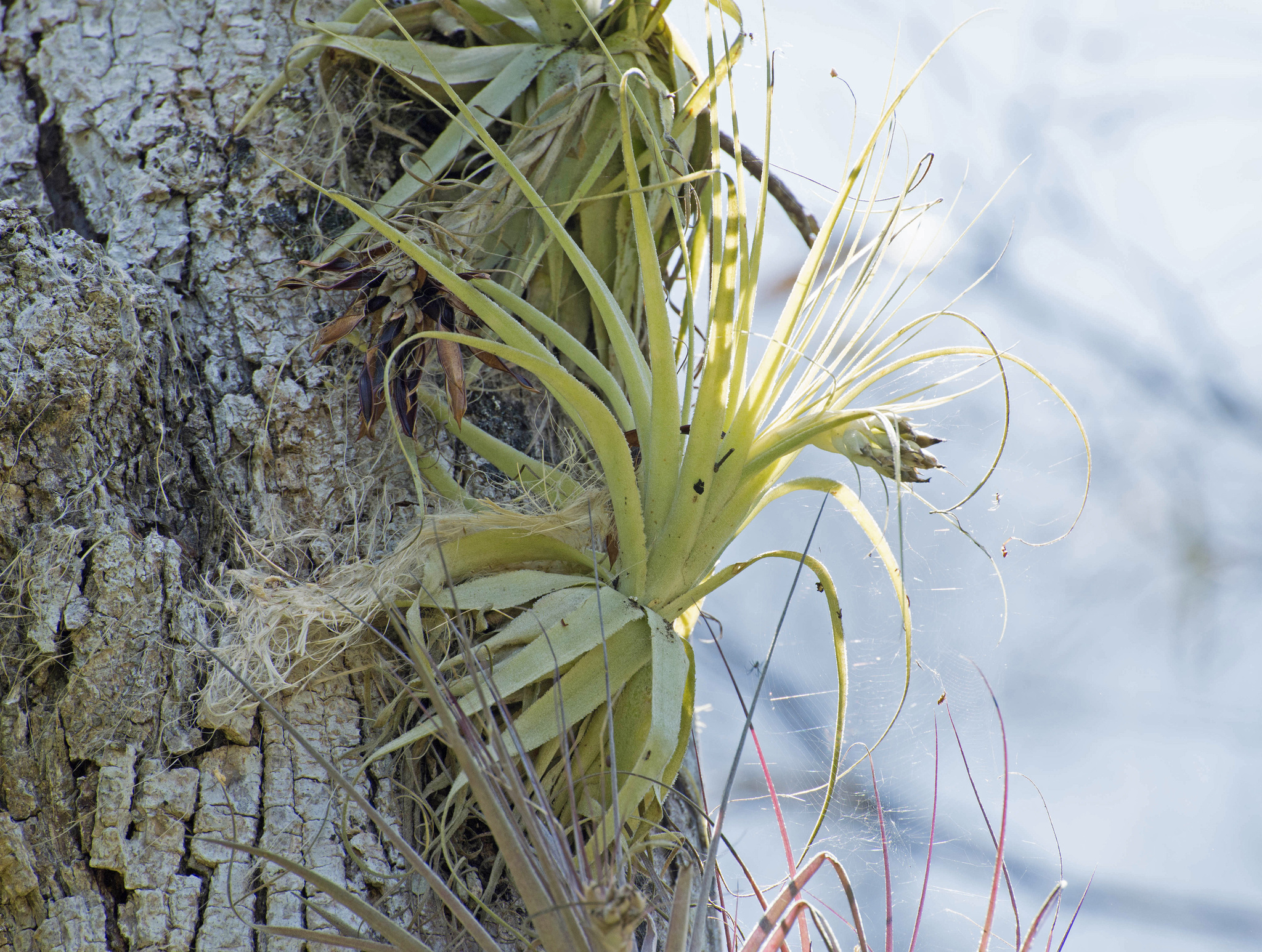 Tillandsia gardneri