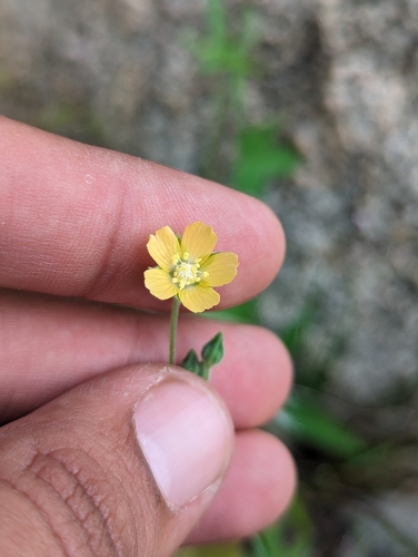 Anoda palmata (Anoda palmata)