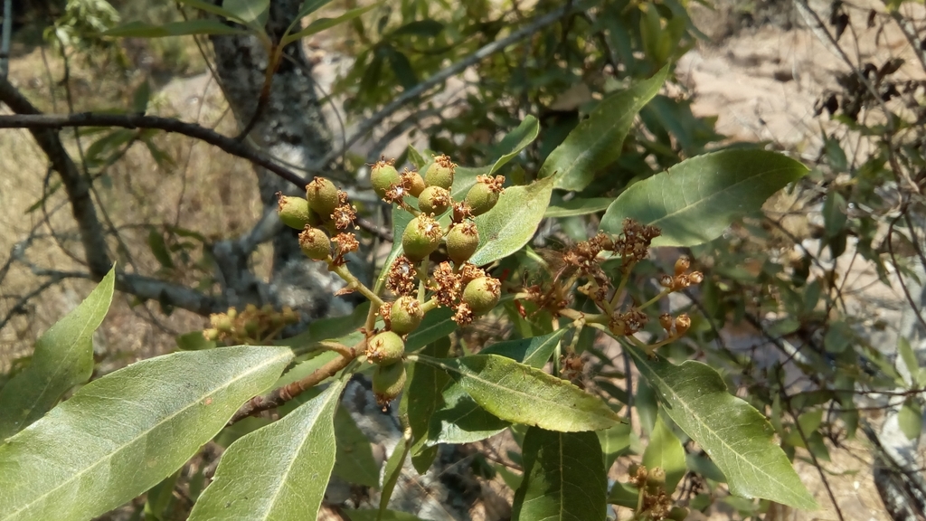 Phippsiomeles microcarpa