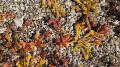 Calyptridium arizonicum