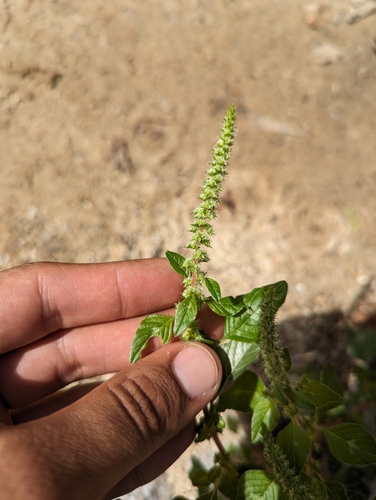 Watson's amaranth (Amaranthus watsonii)