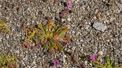 Calyptridium arizonicum