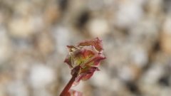 Calyptridium arizonicum