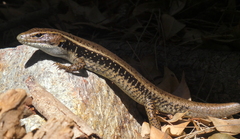 Eastern Water-Skink photo 3