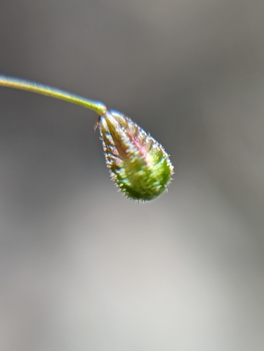 Image of Boerhavia gracillima by (c) Abraham Sánchez Romero, some rights reserved (CC BY)