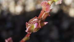 Calyptridium arizonicum