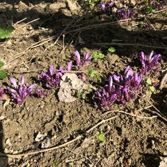 Lathraea clandestina