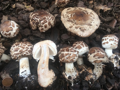 Shaggy Parasol