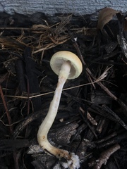 Leratiomyces percevalii