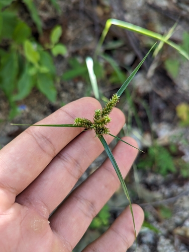 Image of Cyperus pallidicolor by (c) Abraham Sánchez Romero, some rights reserved (CC BY)