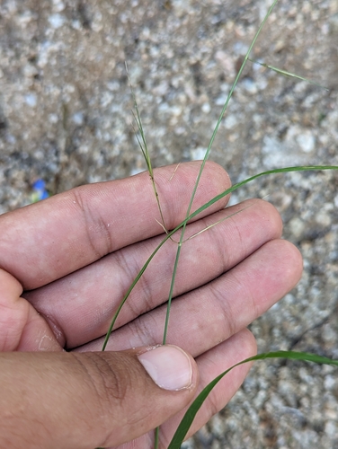 Image of Aristida californica by (c) Abraham Sánchez Romero, some rights reserved (CC BY)