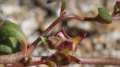 Calyptridium arizonicum