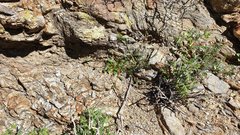 Calyptridium arizonicum