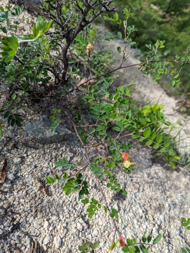 Image of Indigofera fruticosa by (c) Abraham Sánchez Romero, some rights reserved (CC BY)
