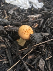 Leratiomyces percevalii