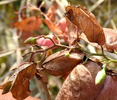 Ipomoea bracteata