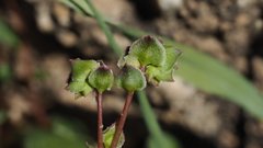 Calyptridium arizonicum