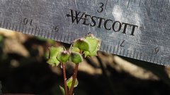 Calyptridium arizonicum