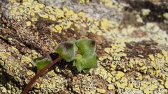 Calyptridium arizonicum