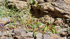 Calyptridium arizonicum