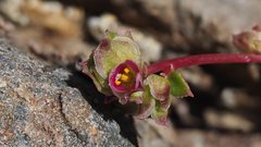 Calyptridium arizonicum