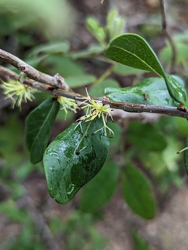 Forestiera macrocarpa (Forestiera macrocarpa)