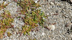 Calyptridium arizonicum