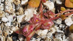 Calyptridium arizonicum