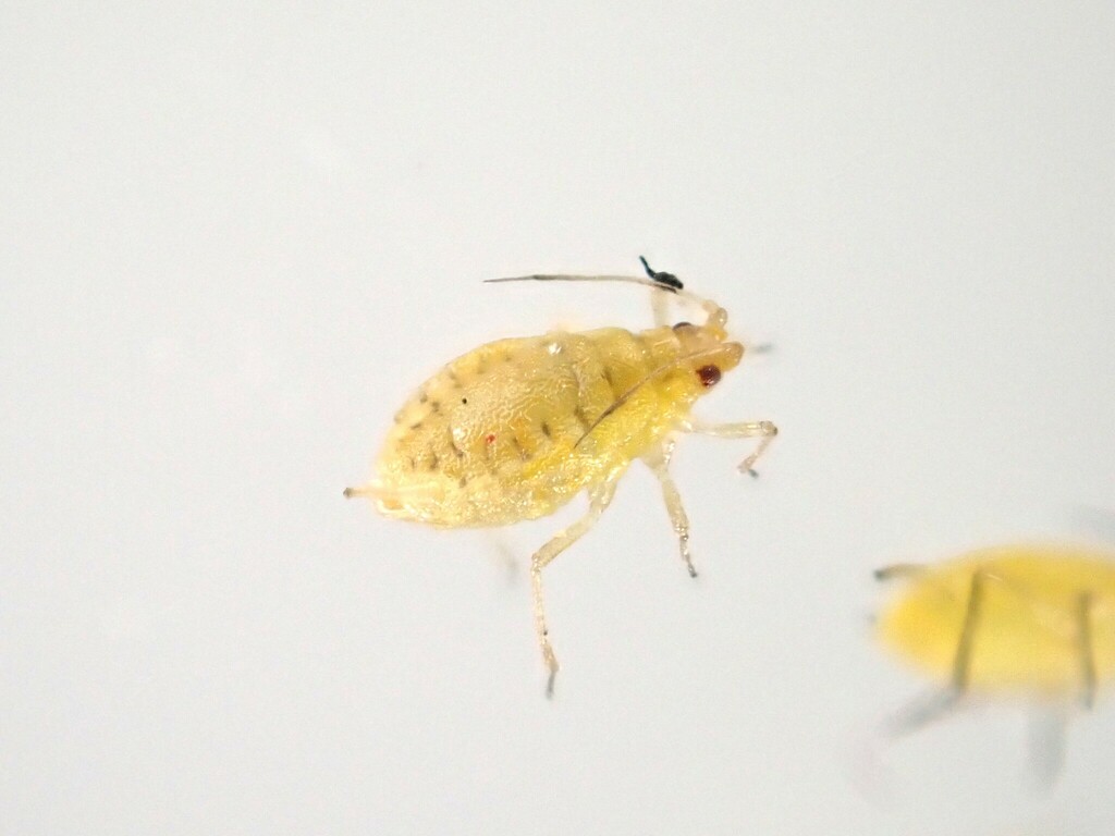 Ornate Aphid